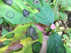 Cornus alternifolia