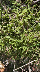 Callicladium imponens