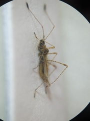 Gampsocoris punctipes