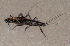 Anisomorpha paromalus
