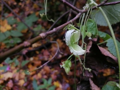 Schizopepon bryoniifolius