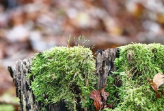 Amblystegium serpens