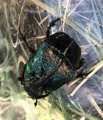 Phanaeus borealis