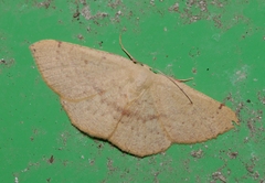 Cyclophora puppillaria