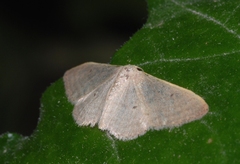 Idaea predotaria