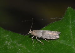 Blastobasis phycidella