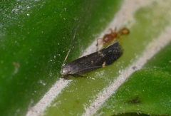 Aproaerema anthyllidella