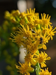 Halictidae