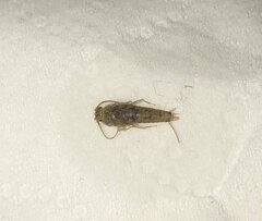 Ctenolepisma longicaudatum