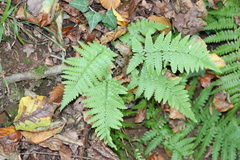 Dryopteris filix-mas