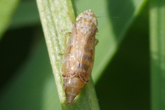 Errastunus ocellaris