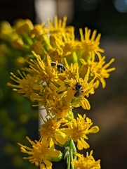 Halictidae