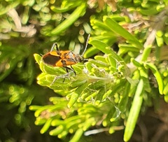 Corizus hyoscyami