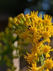 Halictidae