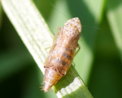 Errastunus ocellaris