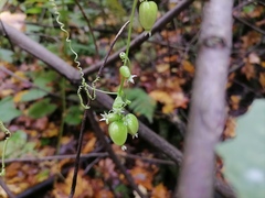 Schizopepon bryoniifolius