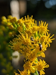 Halictidae