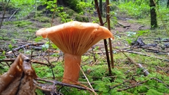 Lactarius salmonicolor