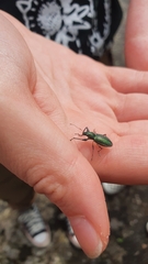 Naupactus