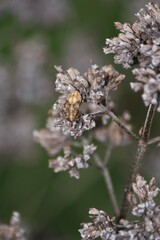 Stictopleurus