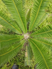 Dioon
