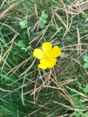 Ranunculus