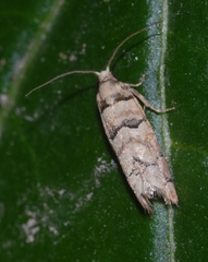 Blastesthia tessulatana