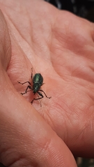 Naupactus