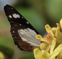 Amauris ochlea ochlea