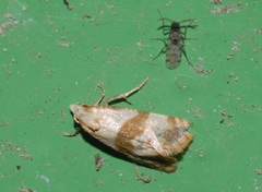 Phalonidia contractana