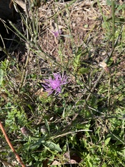 Centaurea