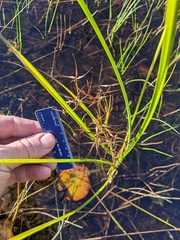 Rhynchospora inundata