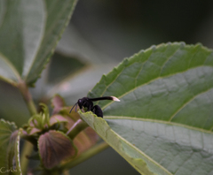 Parachartergus apicalis