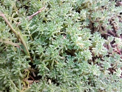 Sedum pallidum