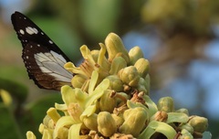 Amauris ochlea ochlea