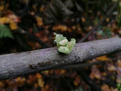 Schizopepon bryoniifolius