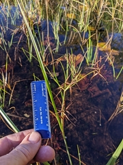 Rhynchospora inundata