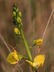 Eulophia speciosa