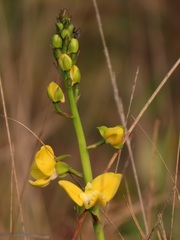 Eulophia speciosa
