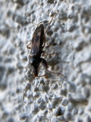 Pseudopamera