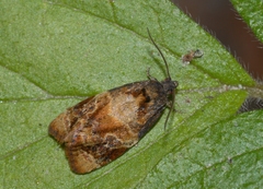 Ditula angustiorana