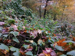 Schizopepon bryoniifolius