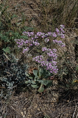 Goniolimon speciosum
