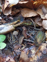 Melanophyllum haematospermum