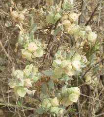 Atriplex lindleyi