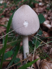 Macrolepiota mastoidea