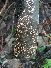 Nectria