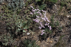 Goniolimon speciosum