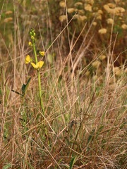 Eulophia speciosa