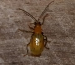 Diabroticina